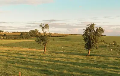 two trees in the middle of a field with sheep at Seven-Bedroom Holiday Home In Remersdaal in Remersdaal