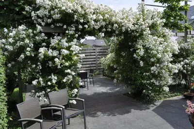 an arch covered in white flowers in a garden at B&B De Edelsteen in Zutendaal