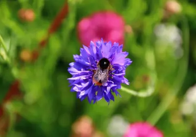 a bee sitting on top of a purple flower at De Villo in Hasselt