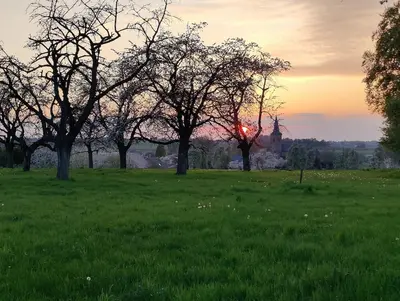 a group of trees in a field at sunset at De Oude Katsei in Gingelom