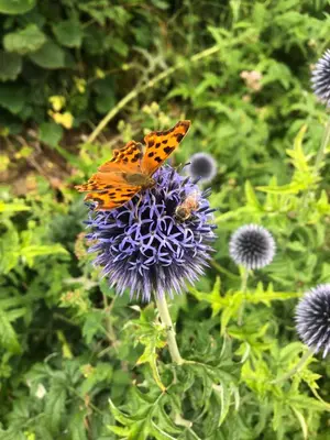 a butterfly is sitting on a purple flower at fermette in Lontzen
