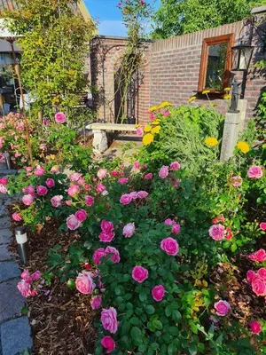 a garden filled with pink flowers and a bench at La Rose in Overpelt