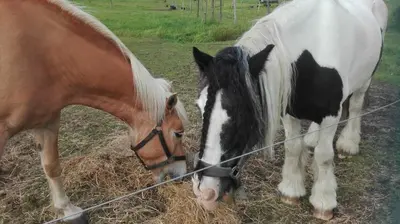 a horse and a pony eating hay behind a fence at B&B De Laak in Bilzen