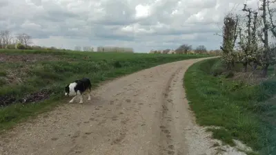a black and white dog walking down a dirt road at B&B De Laak in Bilzen