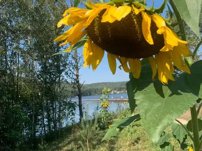 a sunflower on the side of a lake at Hotel Au Nom De Dieu in Dilsen-Stokkem