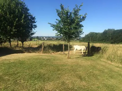 a white horse standing in a field next to a tree at Gite des étangs à Montzen in Plombières