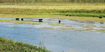 a group of bears walking across a river at B&B de Taller-Hoeve in Maasmechelen