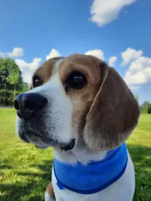 a brown and white dog wearing a blue collar at Bed & Bets! in Geetbets