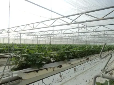 a greenhouse filled with lots of green plants at Juwel Fruithof in Zepperen