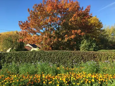 a hedge with flowers in front of a tree at De tuin van Agatha in Kortessem
