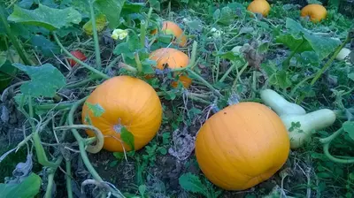 a group of pumpkins on the ground in a field at De tuin van Agatha in Kortessem