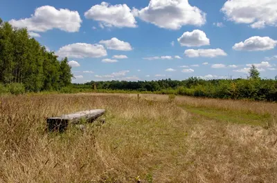 a wooden bench sitting in a field of tall grass at Vakantiewoning Heidebos in het Nationaal Park Hoge Kempen in Het Laar