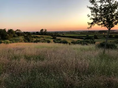 a field of grass with a tree in the sunset at Le fond d'Or in Borgloon