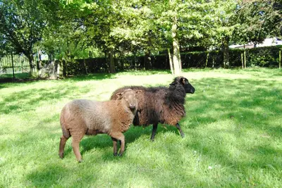 two sheep standing in the grass in a field at B&B Het Loonderhof in Borgloon