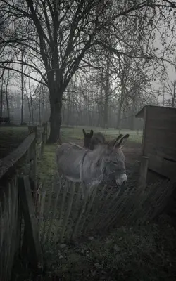 two donkeys are standing next to a fence at Moka & Vanille in Heusden - Zolder