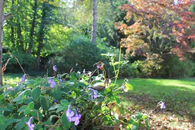 a bush with purple flowers in a yard at Beau Reg'Art in Hasselt