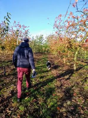 a person walking a dog in an apple orchard at Hasbania Vakantiewoning in Gingelom