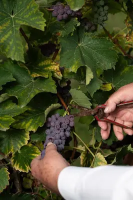 a person is holding onto a bunch of grapes at Kasteel van Ordingen in Sint-Truiden