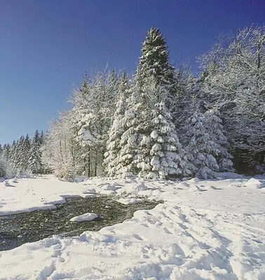 a snow covered forest with trees and a river at Vakantiepark Wilhelm Tell Superieur Chalet in Oudsbergen