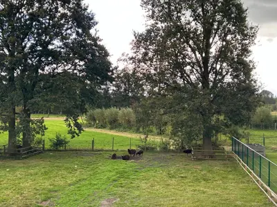 a group of cows in a field with trees at Vakantiewoning Laurijn in Bilzen