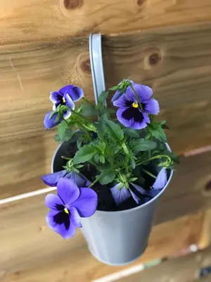 a potted plant with purple flowers in it at Chalet Harmony in Zutendaal