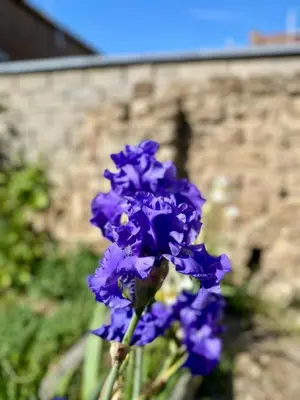 a purple flower in front of a brick wall at Les gîtes du Broukay - Hirondelle in Bassenge
