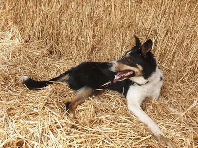 a dog laying in a field of hay at B&B La ferme du Château de Broich in Plombières