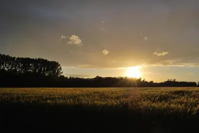 a field of grass with the sun in the background at B&B Bloonwinning in Hasselt