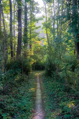 a dirt road in the middle of a forest at Vakantie Logies de Kleine Motte in Sint-Truiden