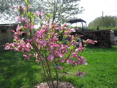 a plant with pink flowers in a yard with a tractor at B&B Hoeve Ransberg in Ransberg