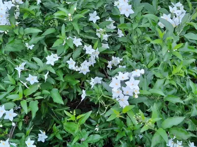 a bush of white flowers with green leaves at Hof van Eggertingen nr. 8 in Riemst