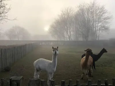 three llamas standing in a field in the fog at Hof van Eggertingen nr. 8 in Riemst