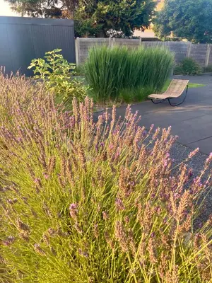 a bench in a garden with tall grass at B&B La Miniera in Genk