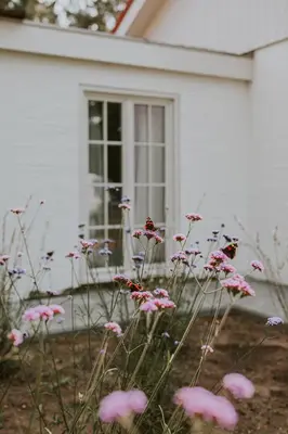 a group of pink flowers in front of a white house at Kipdorp39 in Bree