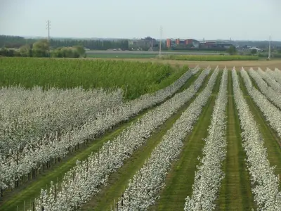 a field of white plants in a field at Aan het Singelhof - Mirabelle -- 4 sterren -- met sunshower en tuin in Sint-Truiden