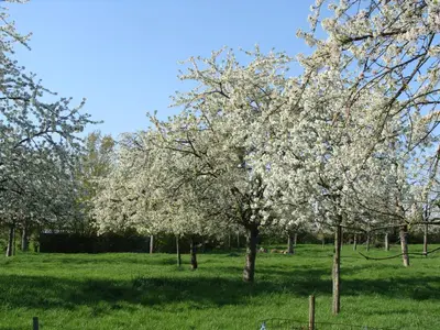 a group of trees with white flowers in a field at Aan het Singelhof - Bellefleur*** met sunshower en tuin in Sint-Truiden