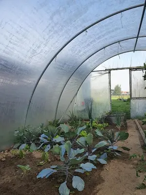 a greenhouse with a bunch of plants in it at Houten huisje tussen paarden in Nieuwerkerken