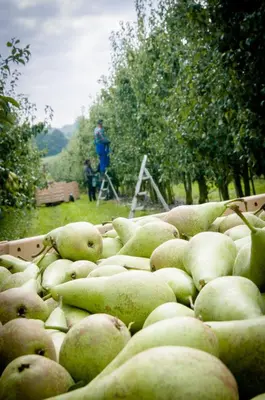 a bunch of green apples in a box in a field at B&B De Fruithoeve in Hoeselt
