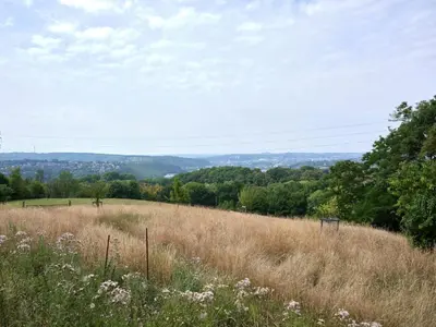 a field of tall grass with trees in the background at La tanière in Chaudfontaine