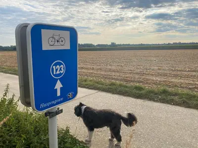 a dog standing next to a bike sign on a road at Route 123 Birchwood Pension in Kortessem