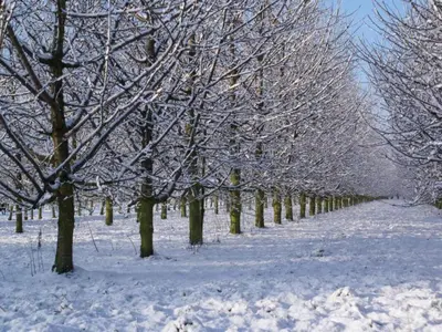 a row of trees are covered in snow at Zoutleeuw Home with Pool in Zoutleeuw