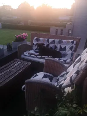 a dog laying on a bed on a patio at Nimary Logies in Heusden - Zolder