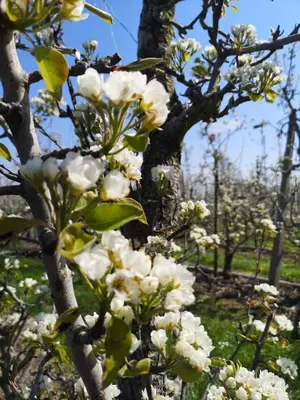 a bunch of white flowers on a tree at Nimary Logies in Heusden - Zolder