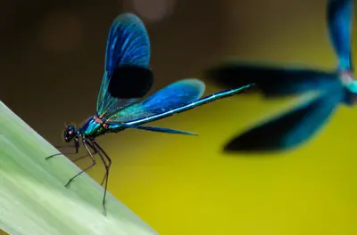 a blue dragonfly sitting on top of a plant at Vakantiewoning De Luysmolen in Bocholt
