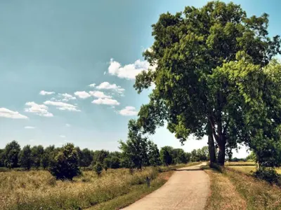 a tree on the side of a dirt road at Duplex Apartment in the shopping street of Maasmechelen in Maasmechelen