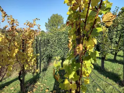 a row of grapes in a vineyard at Ca'Triz in Borgloon