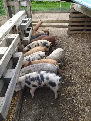 a herd of sheep laying in a pen at Belevingshoeve 