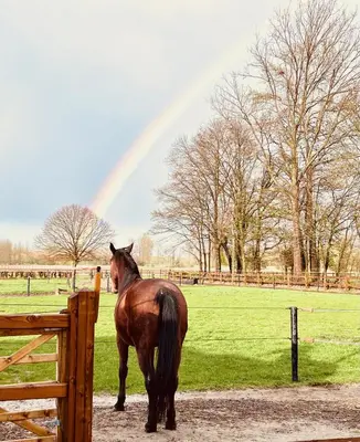 a horse standing next to a fence with a rainbow in the background at Ontwaken tussen de paarden in Helen-Bos